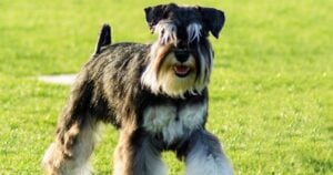 miniature schnauzer