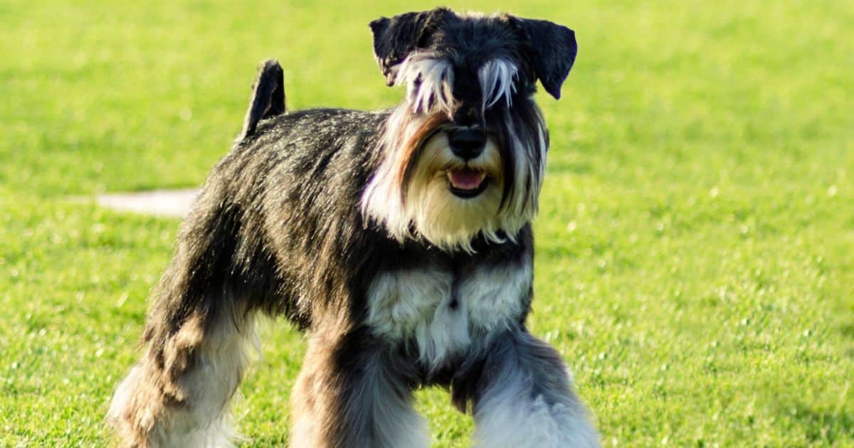 Miniature Schnauzer Breed Profile