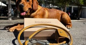dog theft australia