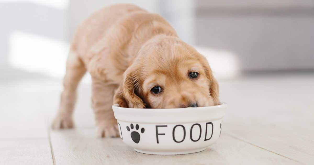 Why Healthy Dog Food is so important