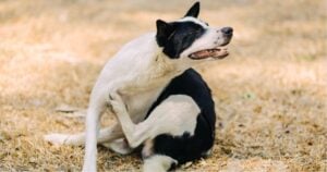 psychodermatology in dogs